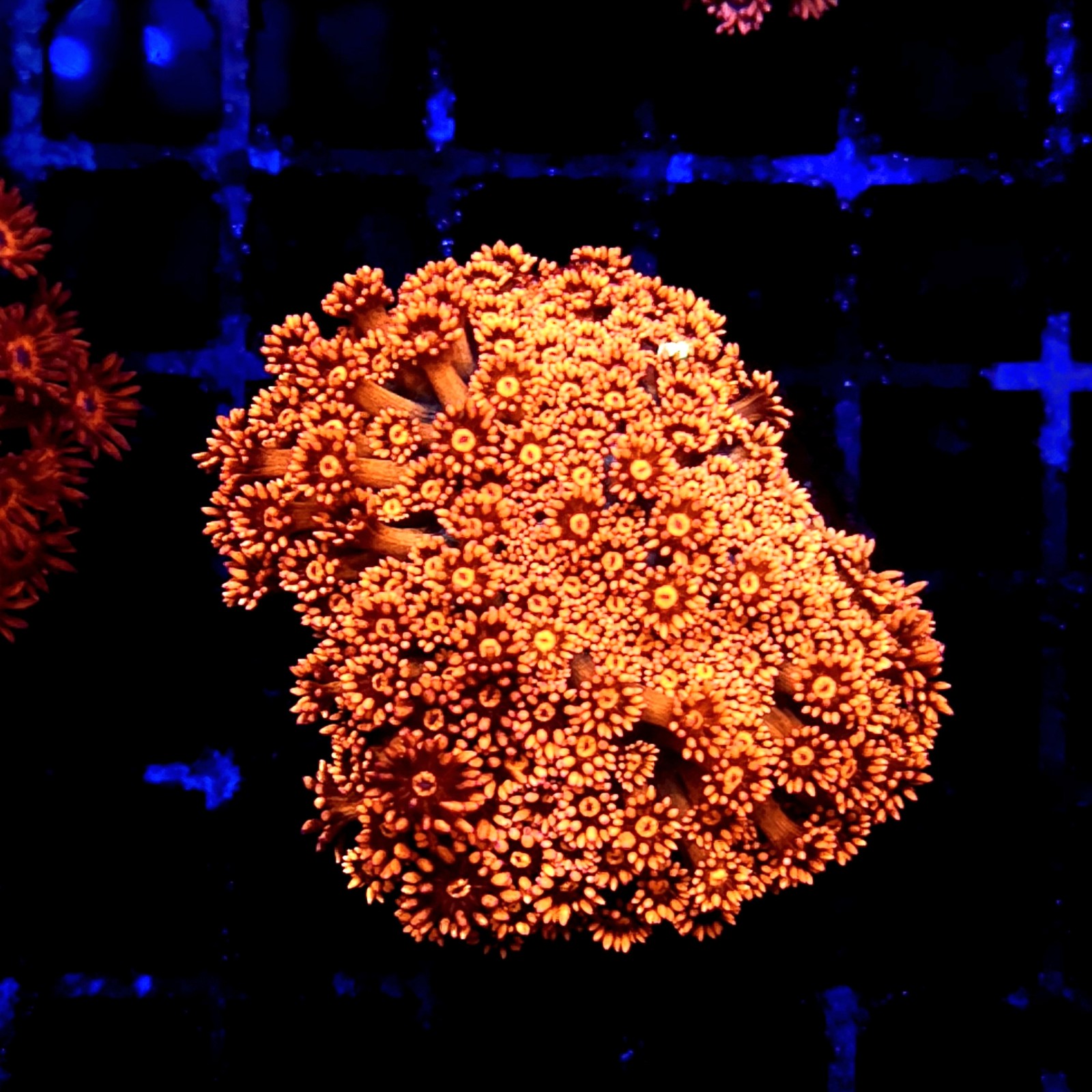 CC125 - Goniopora