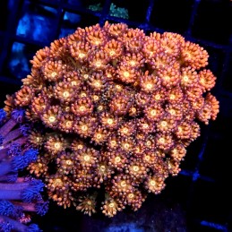 CC126 - Goniopora
