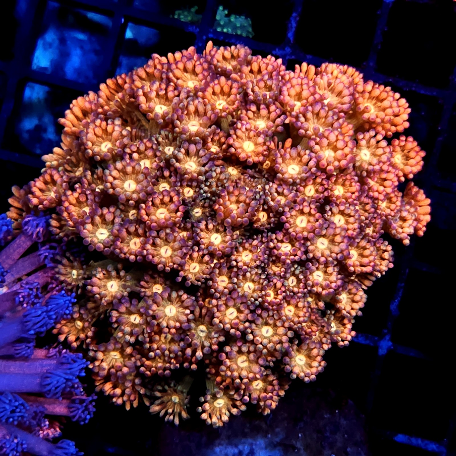 CC126 - Goniopora