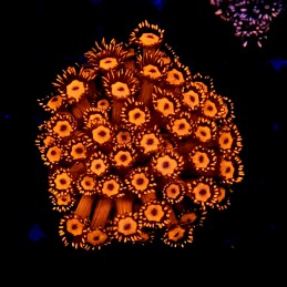 CC127 - Goniopora
