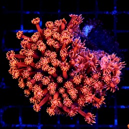 CC135 - Goniopora