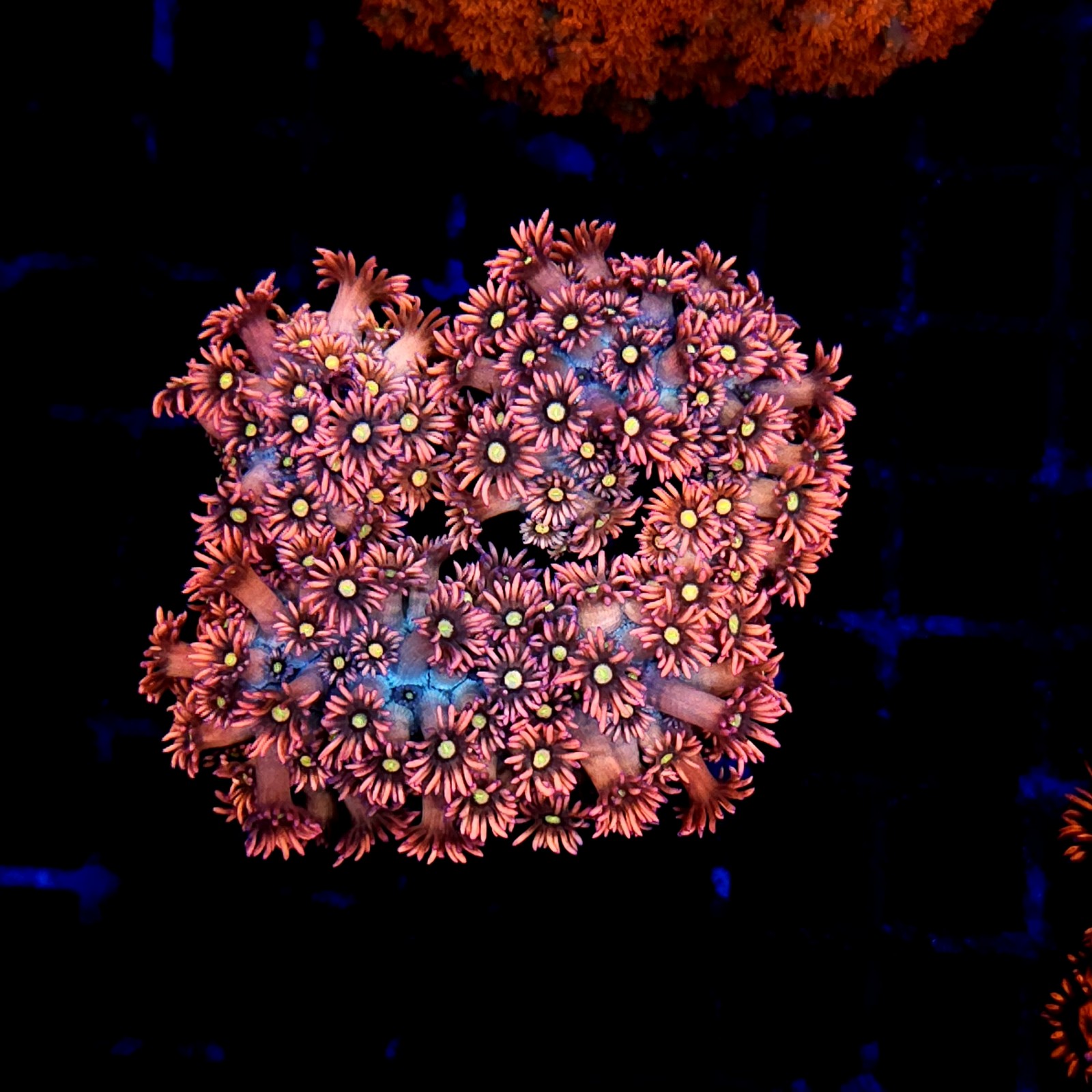 CC136 - Goniopora