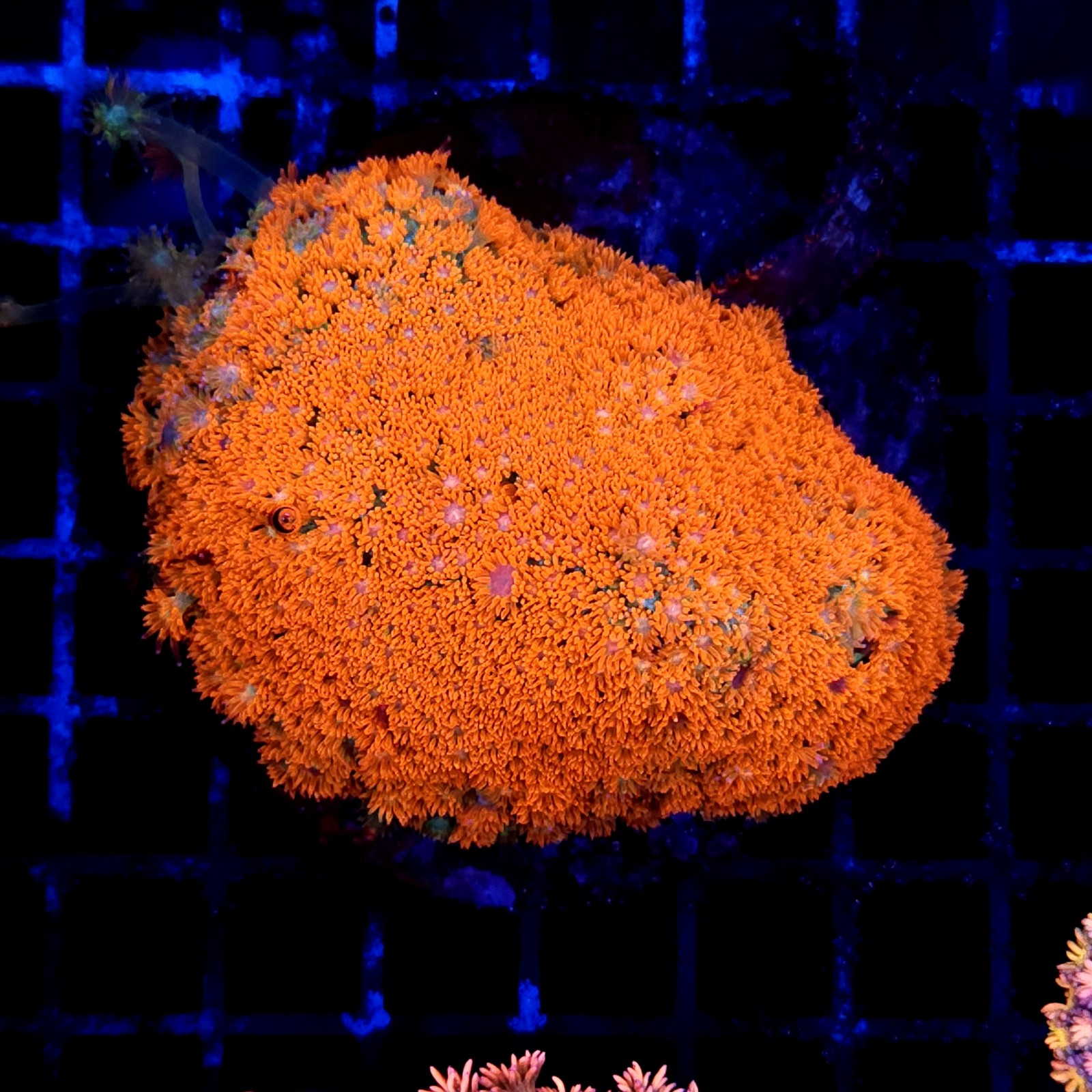 CC137 - Goniopora
