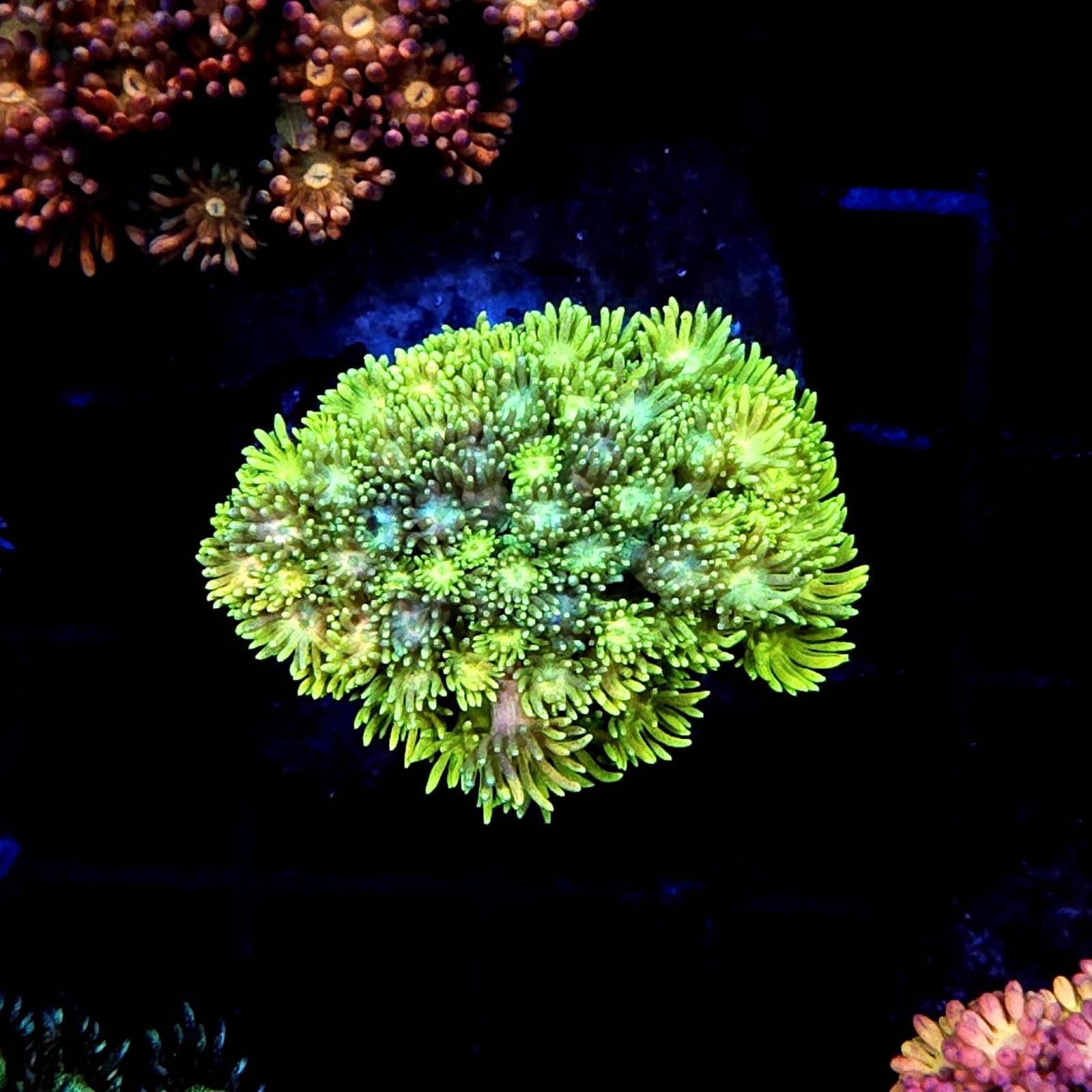 CC139 - Goniopora