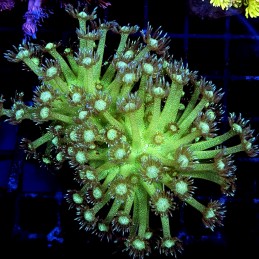 CC141 - Goniopora