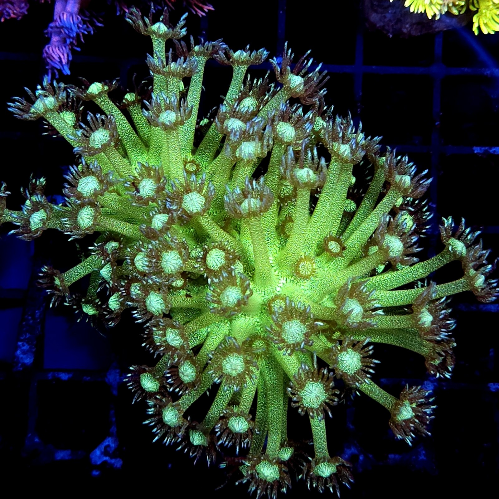 CC141 - Goniopora