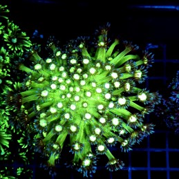 CC355 - Goniopora