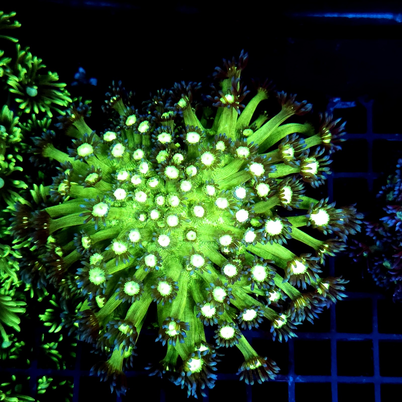CC355 - Goniopora