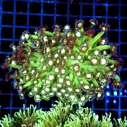 CC358 - Goniopora