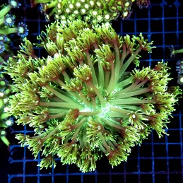 CC359 - Goniopora