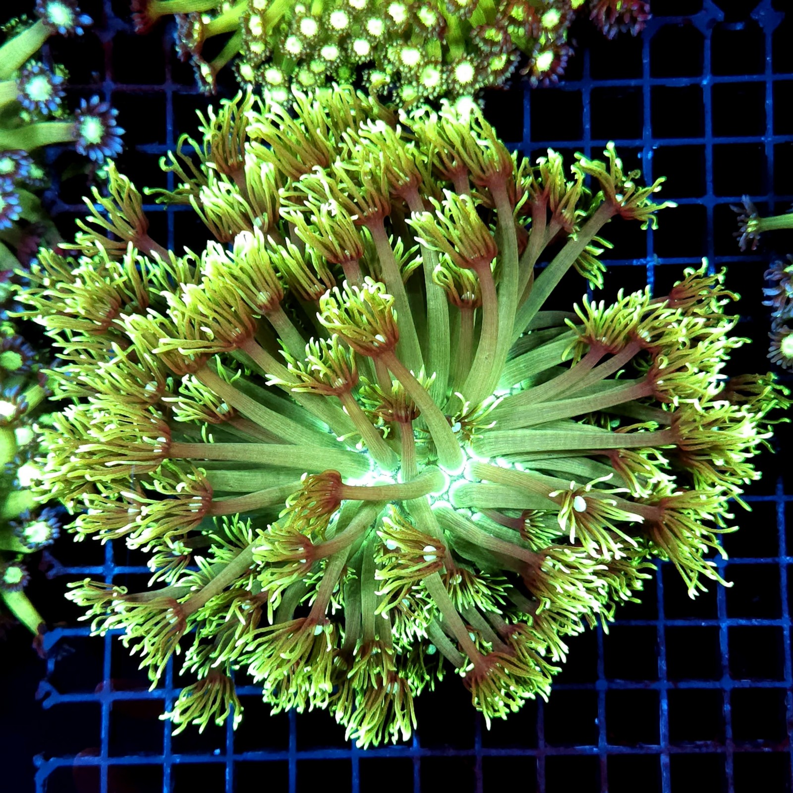 CC359 - Goniopora