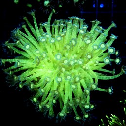 CC390 - Goniopora