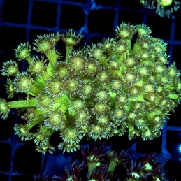 CC392 - Goniopora