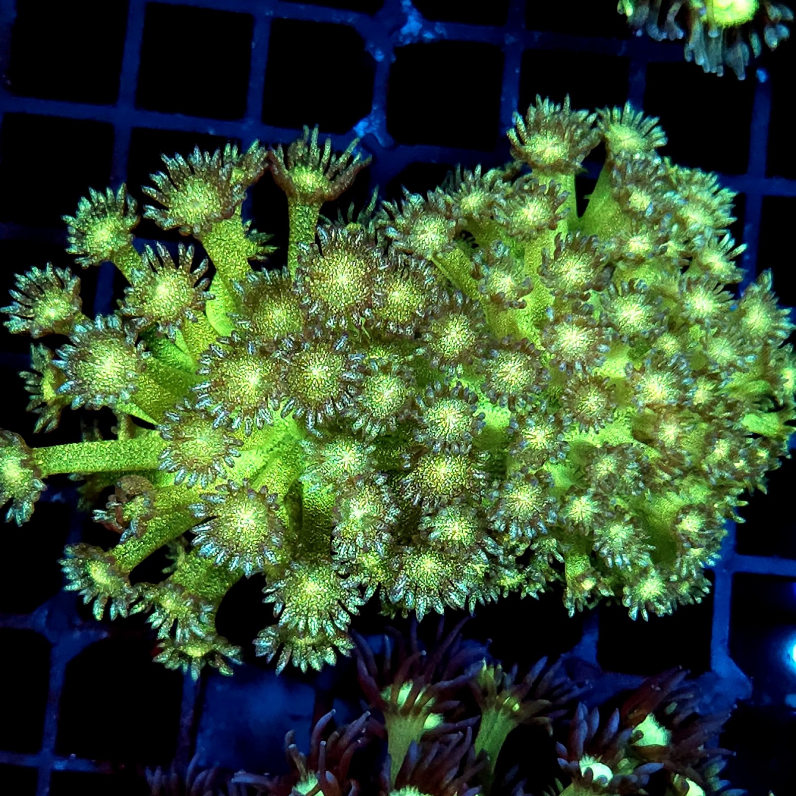 CC392 - Goniopora