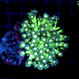 CC393 - Goniopora