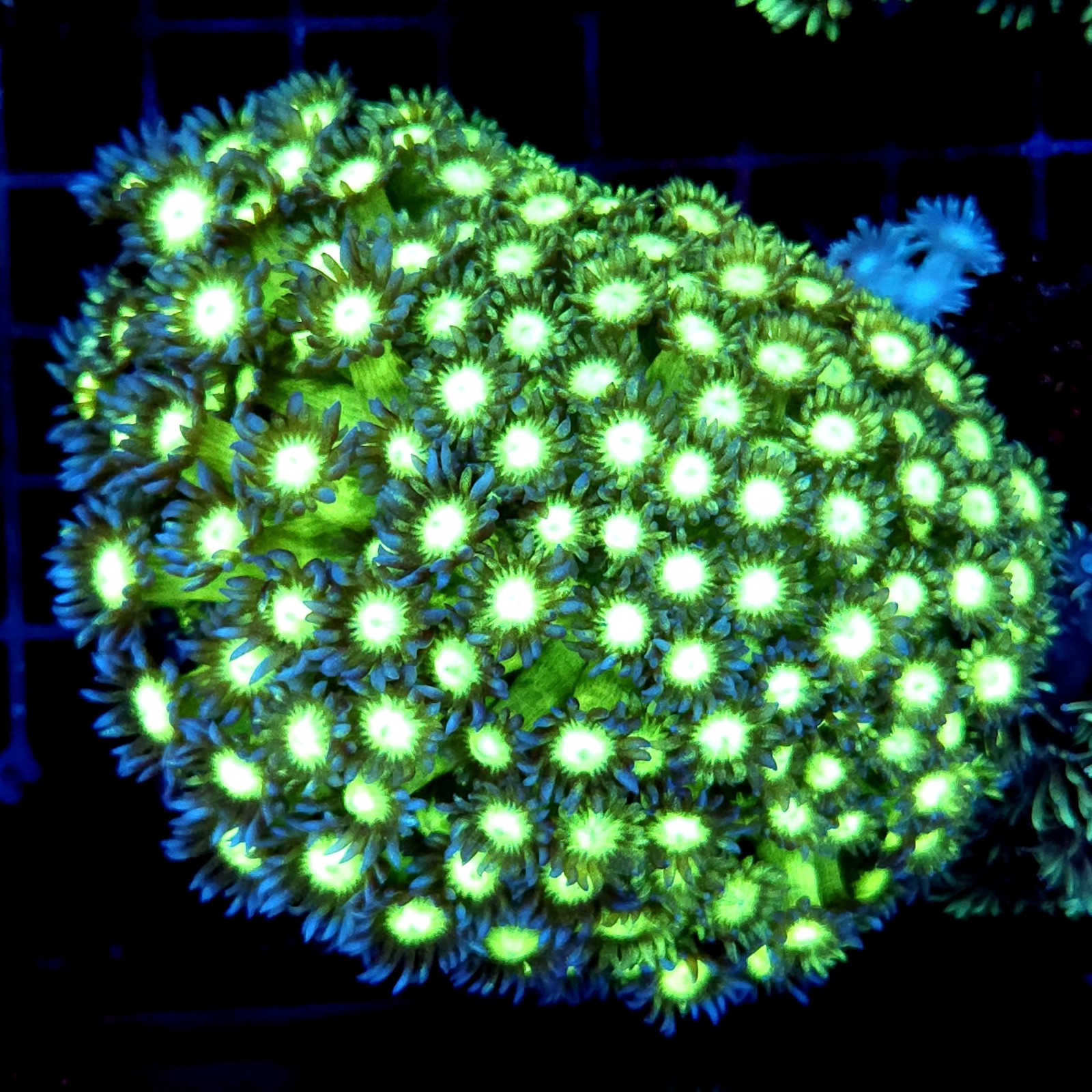 CC394 - Goniopora