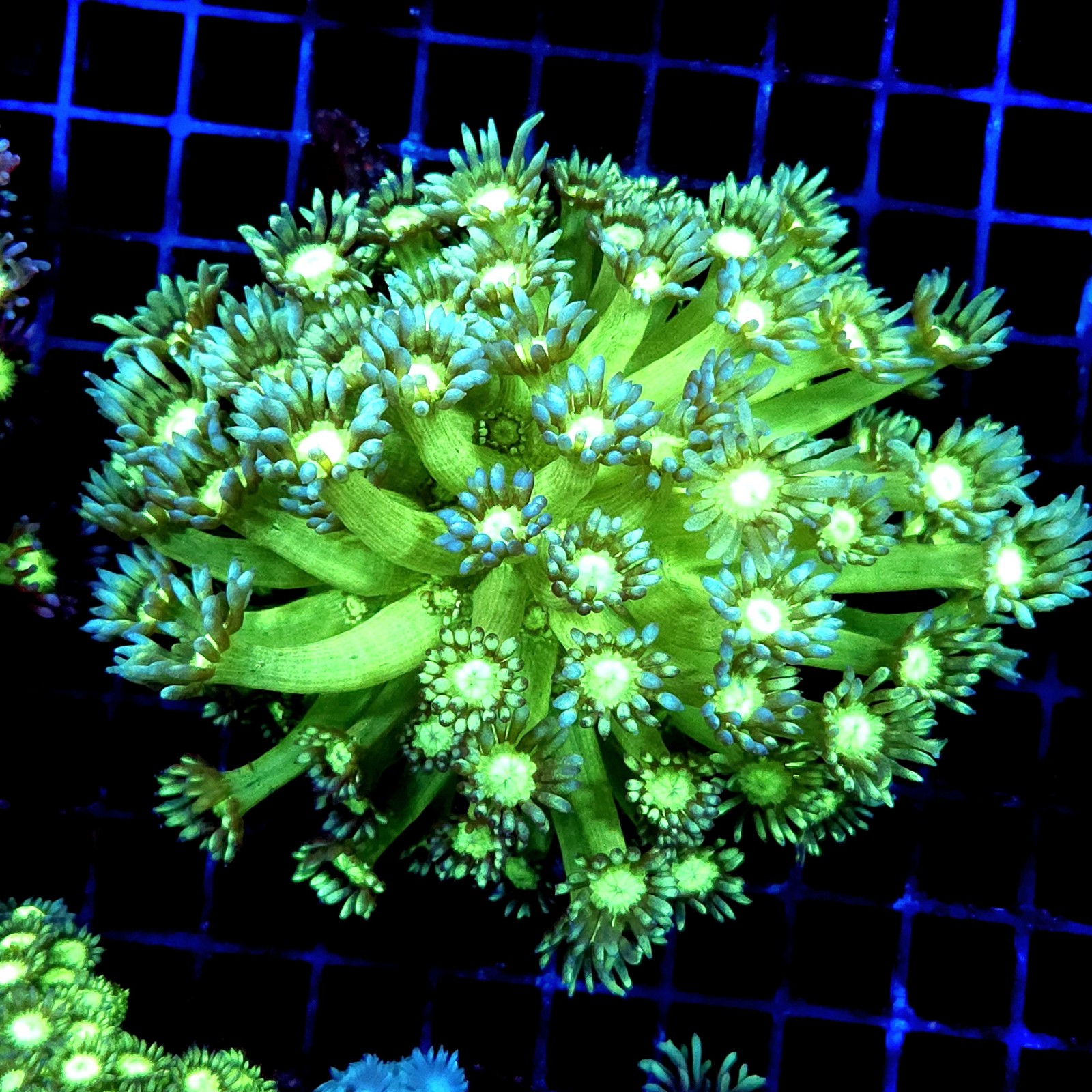 CC395 - Goniopora