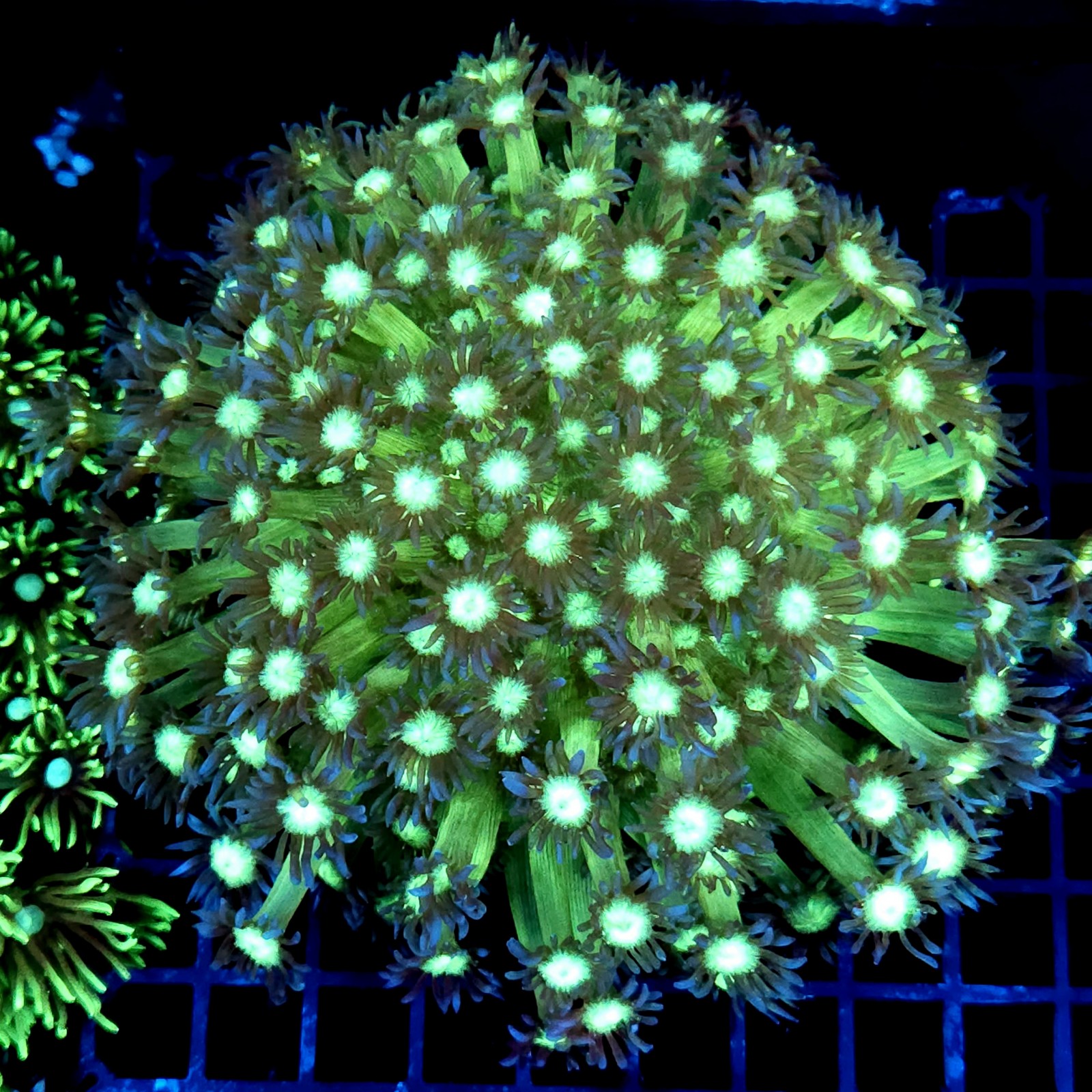 CC397 - Goniopora