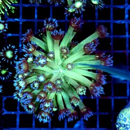 CC398 - Goniopora