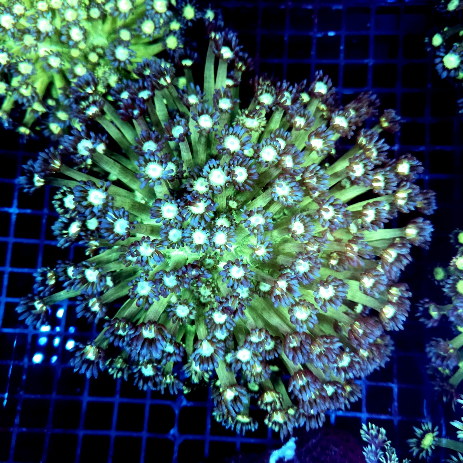 CC399 - Goniopora