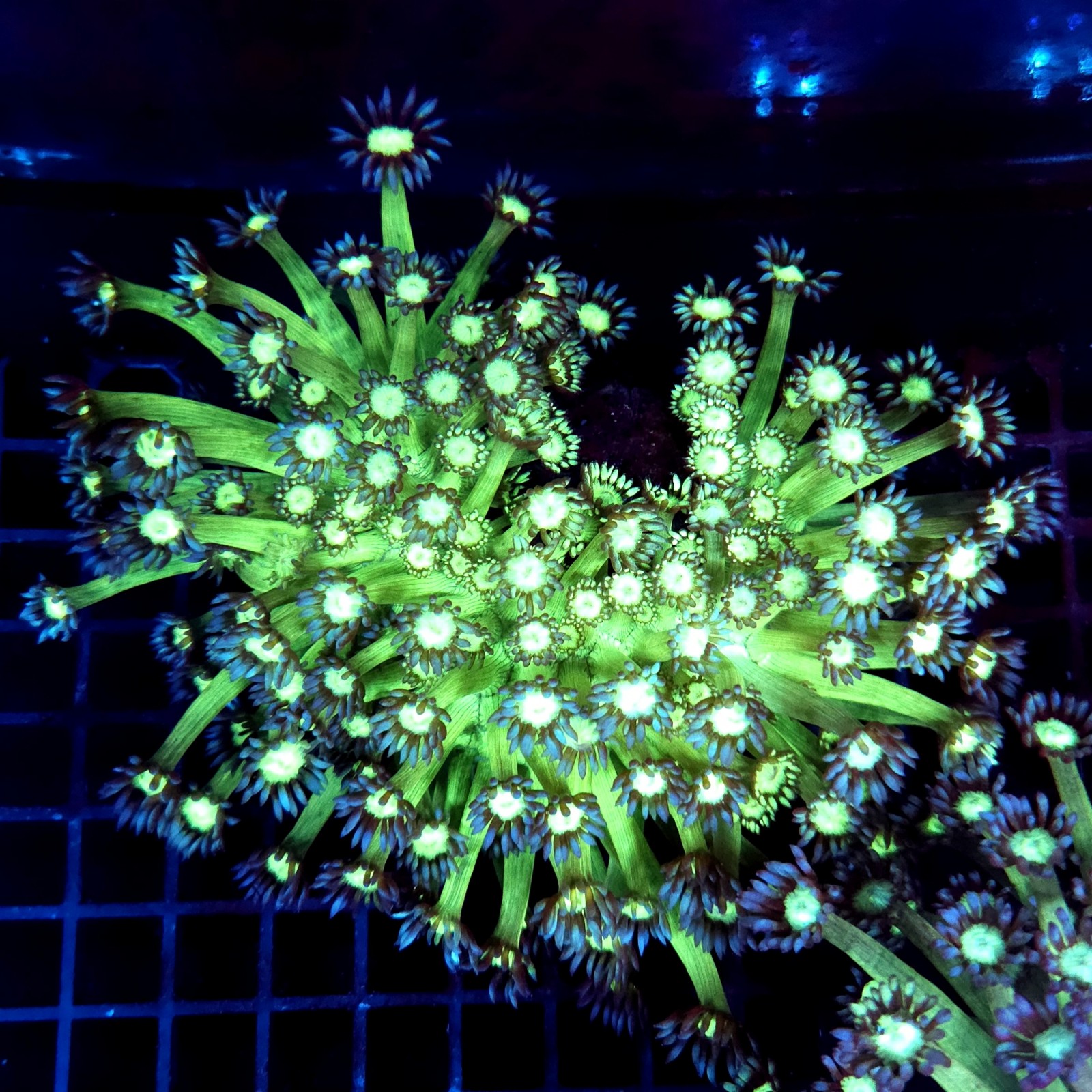 CC400 - Goniopora