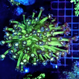 CC401 - Goniopora