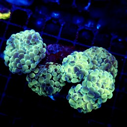 CC168 - Euphyllia paraancora