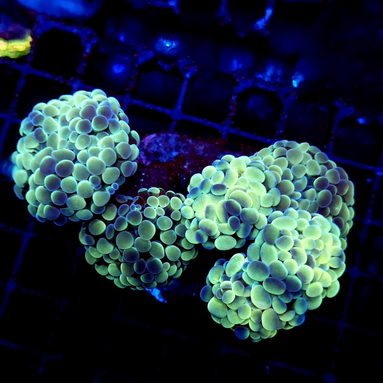 CC168 - Euphyllia paraancora