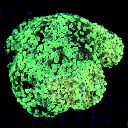 CC170 - Euphyllia paraancora