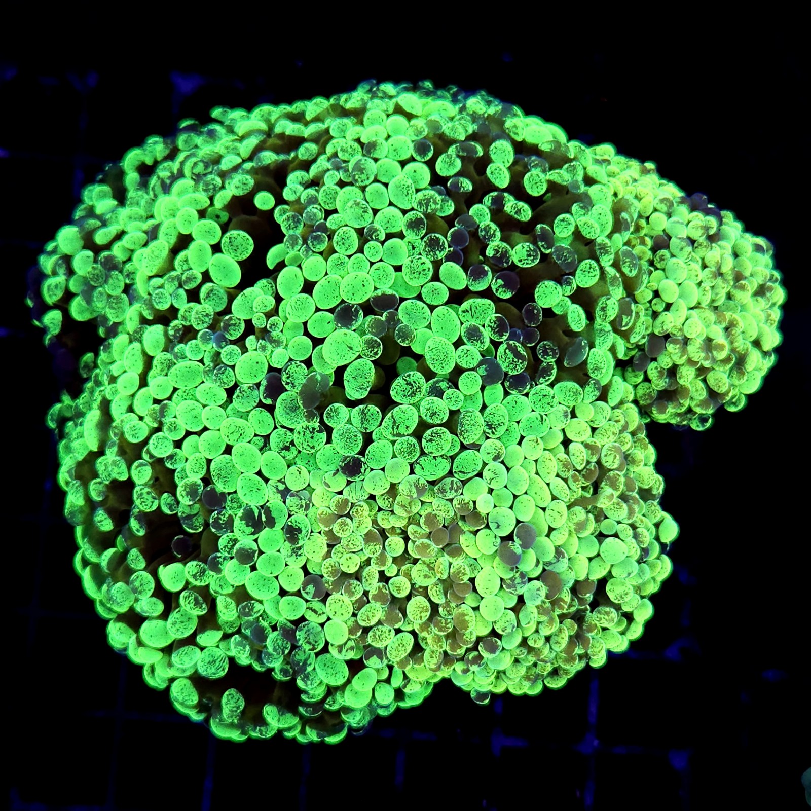 CC170 - Euphyllia paraancora