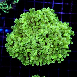 CC171 - Euphyllia paraancora