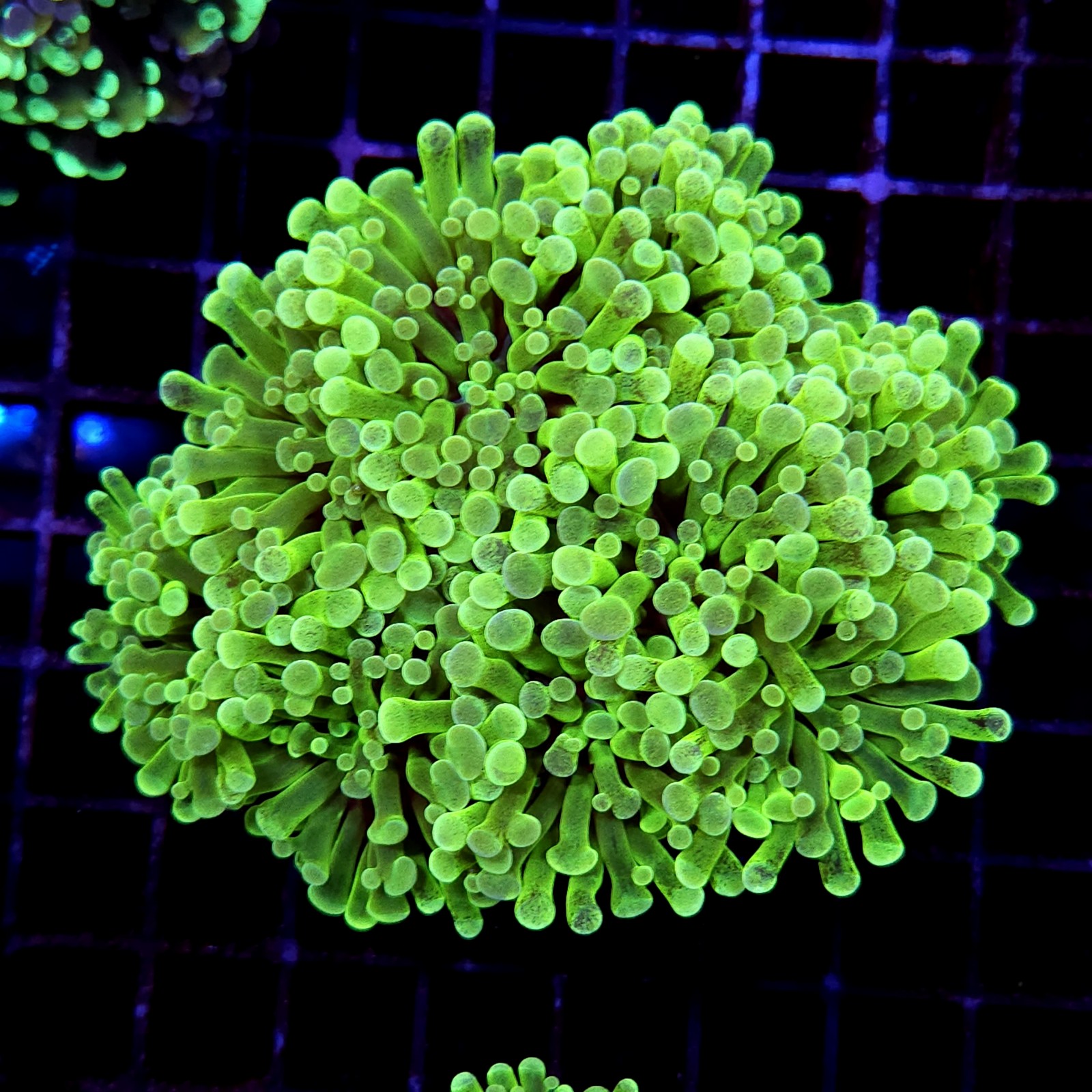 CC171 - Euphyllia paraancora