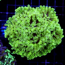 CC172 - Euphyllia paraancora