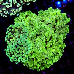 CC174 - Euphyllia paraancora