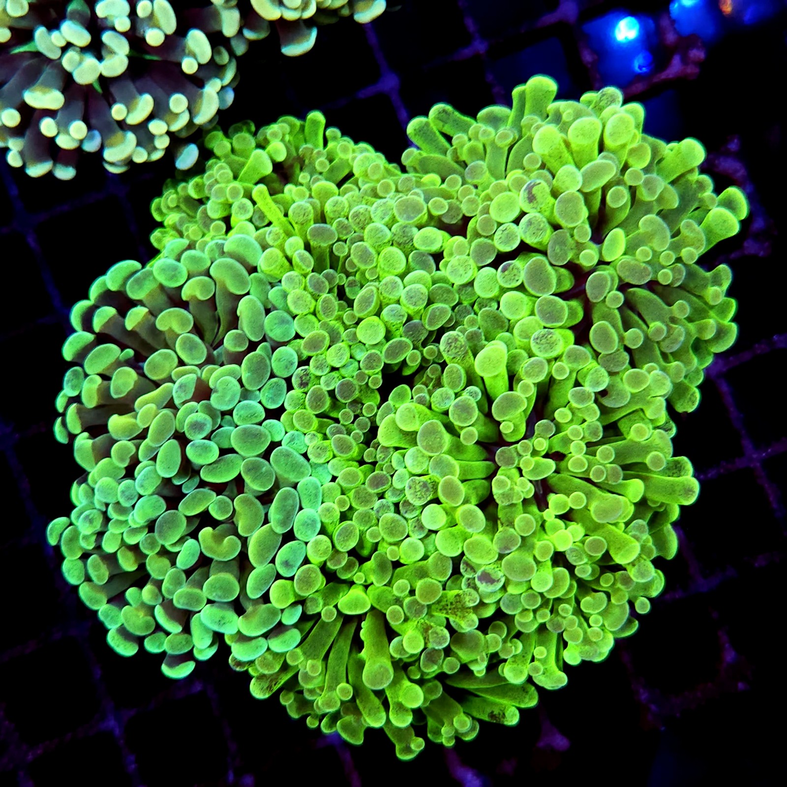CC174 - Euphyllia paraancora