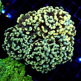 CC175 - Euphyllia paraancora