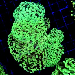 CC177 - Euphyllia paraancora