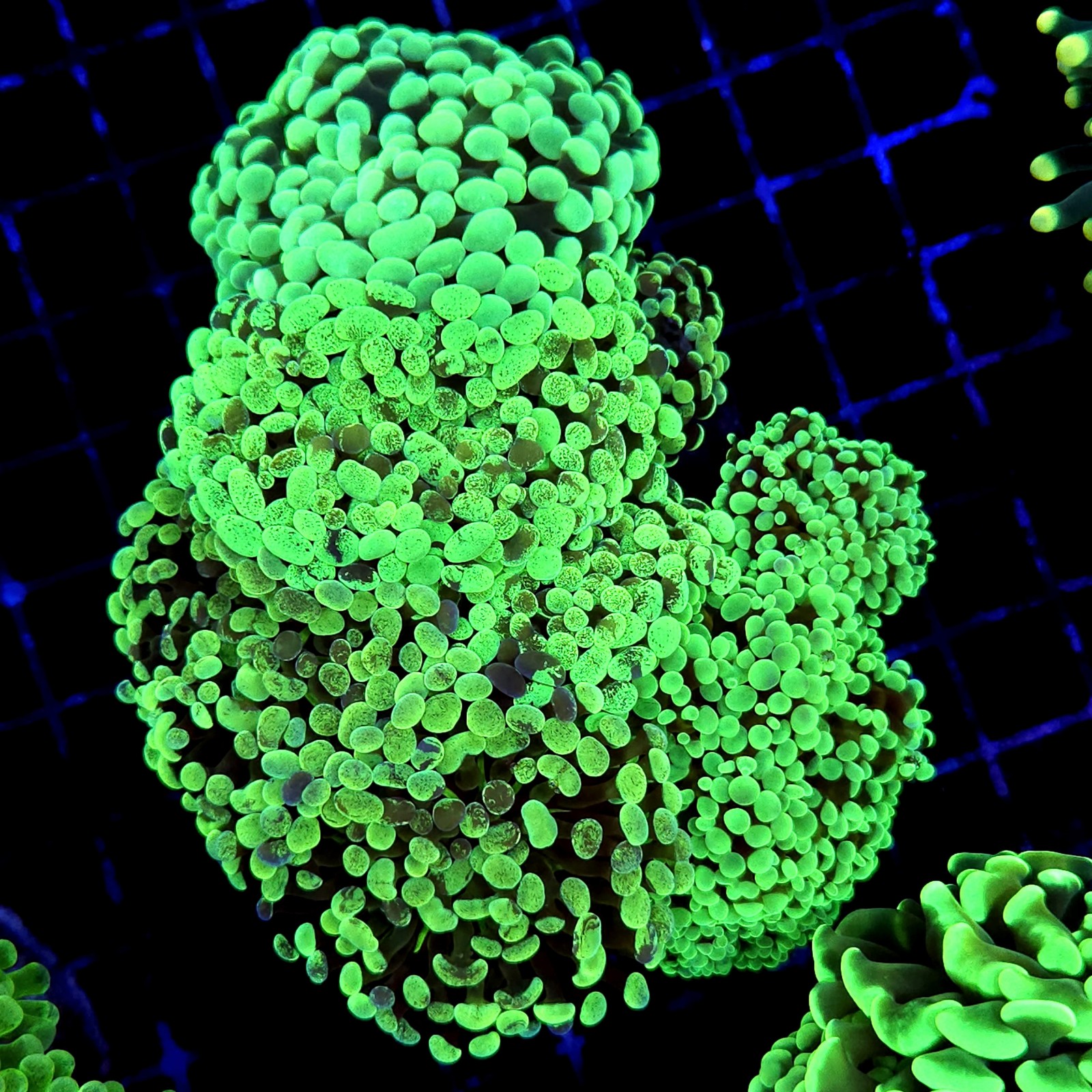 CC177 - Euphyllia paraancora
