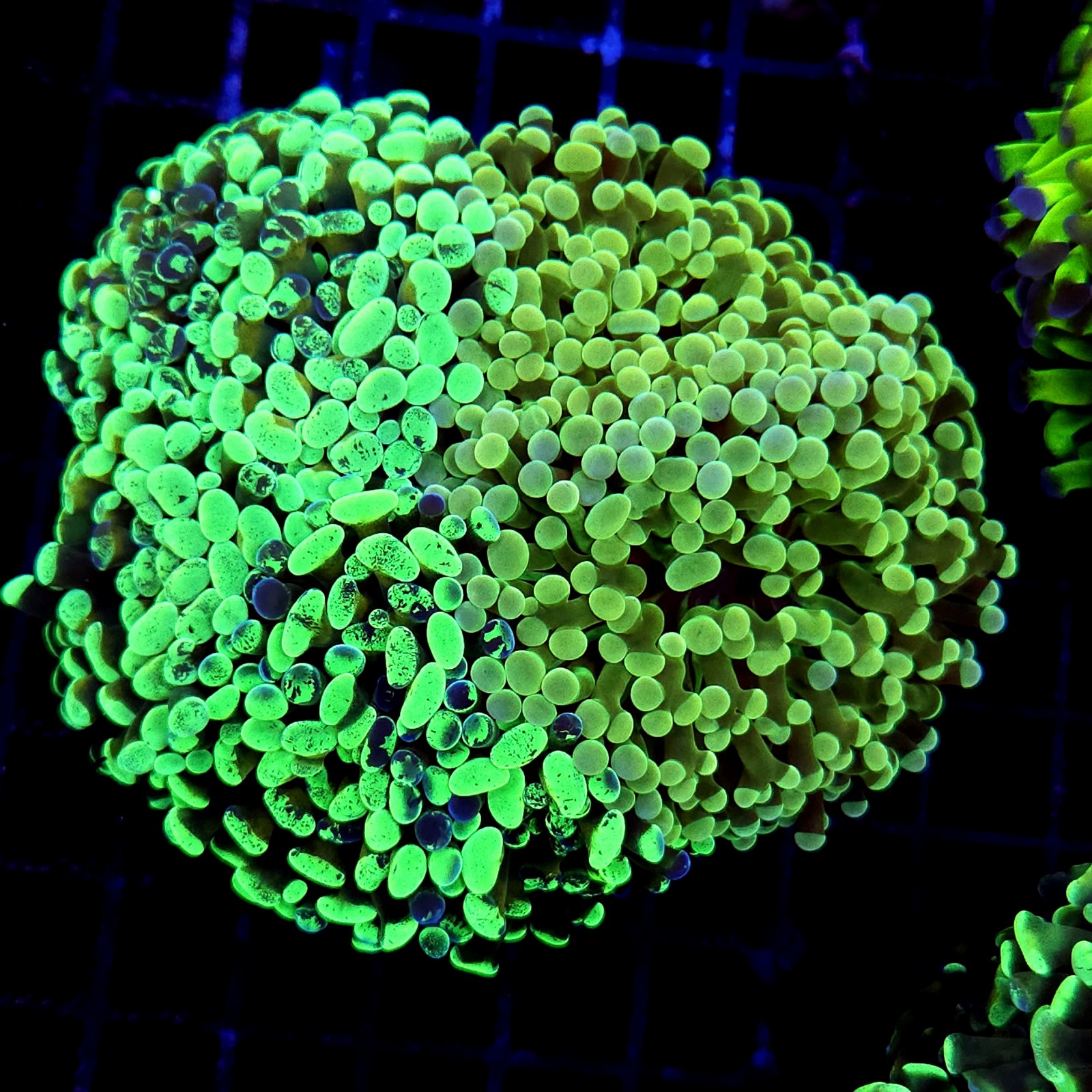 CC178 - Euphyllia paraancora
