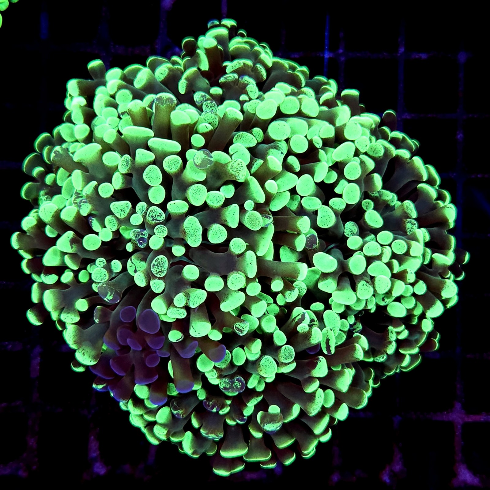 CC179 - Euphyllia paraancora