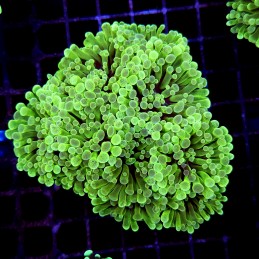 CC180 - Euphyllia paraancora