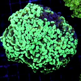 CC181 - Euphyllia paraancora
