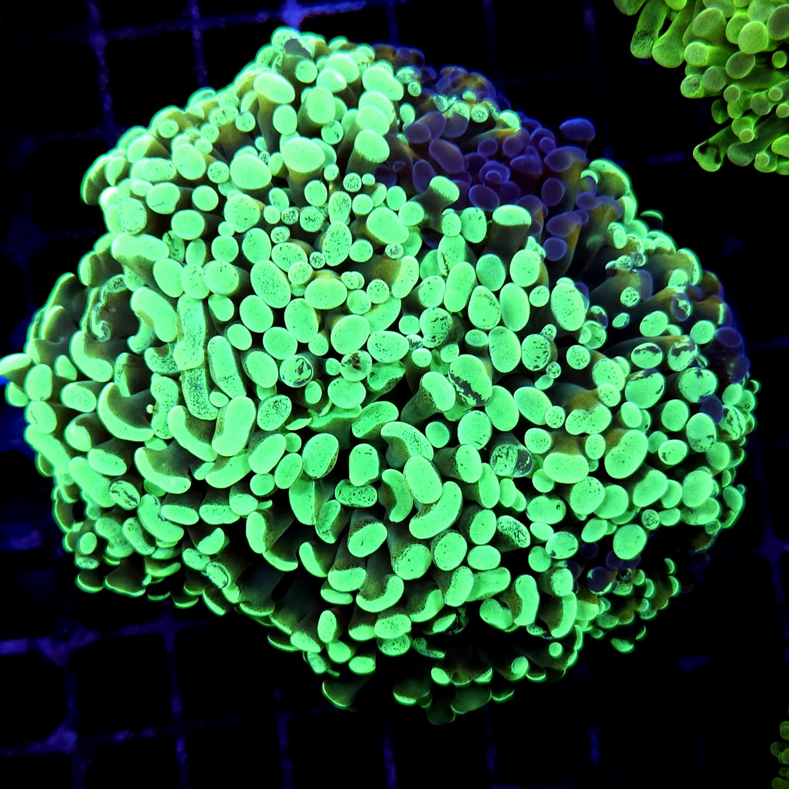 CC181 - Euphyllia paraancora