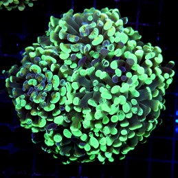 *CC182 - Euphyllia paraancora