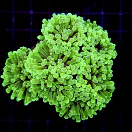 CC184 - Euphyllia paraancora