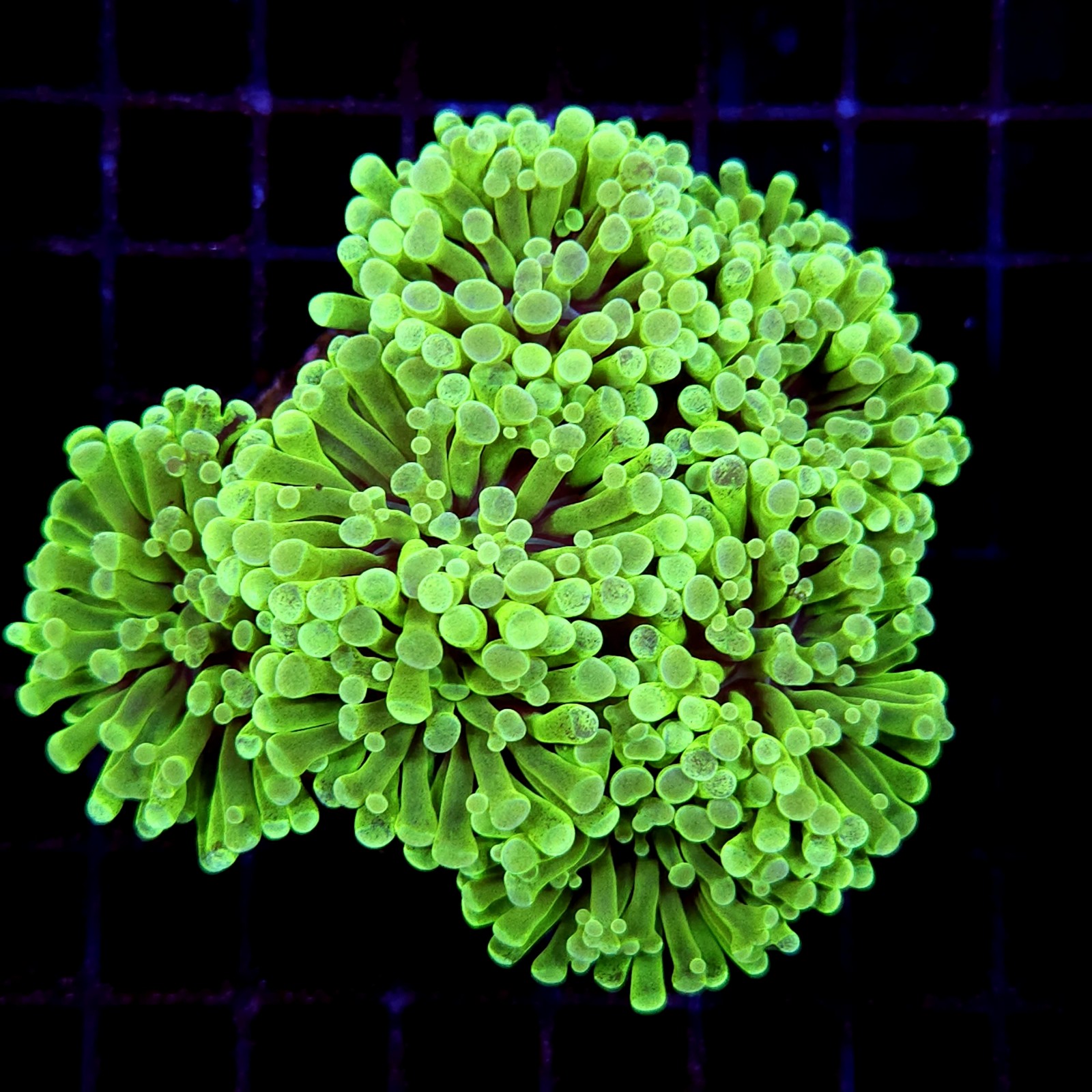 CC184 - Euphyllia paraancora
