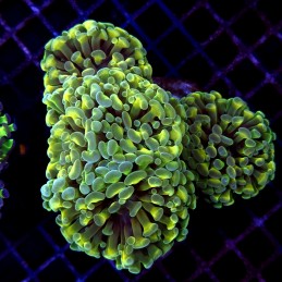 CC185 - Euphyllia paraancora