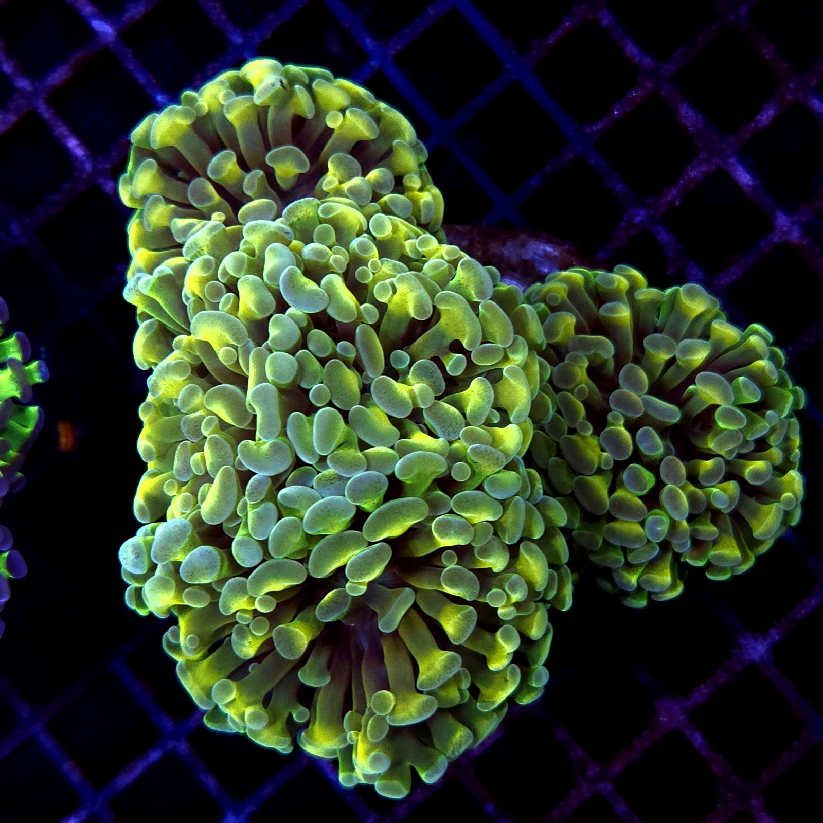 CC185 - Euphyllia paraancora