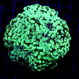 CC186 - Euphyllia paraancora