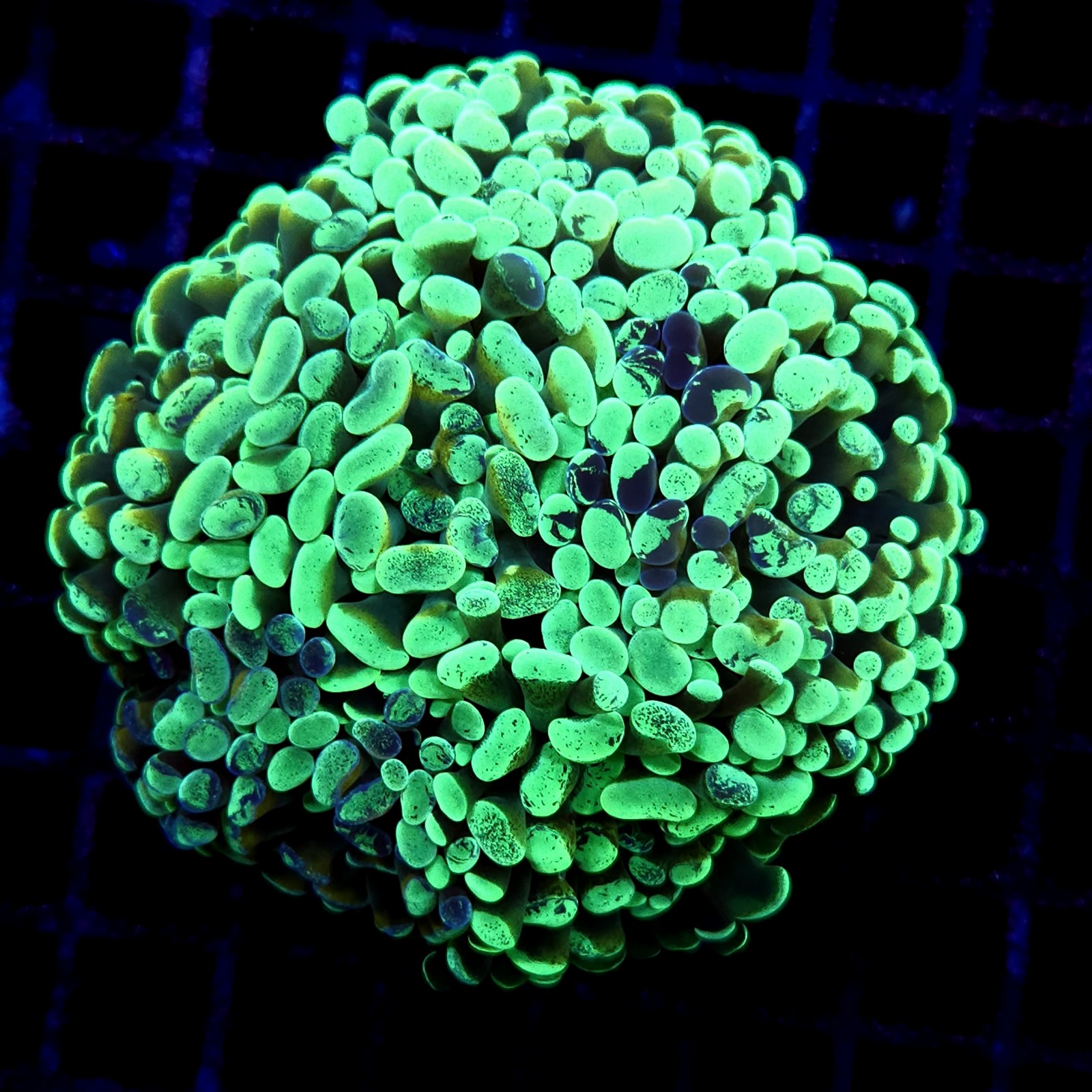 CC186 - Euphyllia paraancora